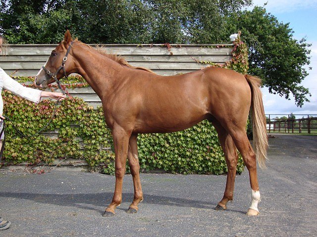 Tornado Watch second at Leopardstown on 12th July 2018