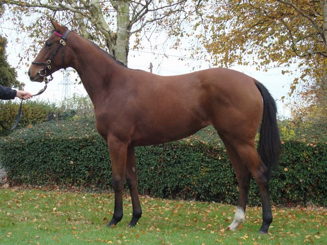 Tourin third at Limerick on Friday 19th June 2026