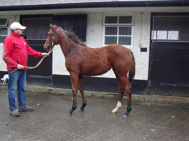 Tourin third at Limerick on Friday 19th June 2026