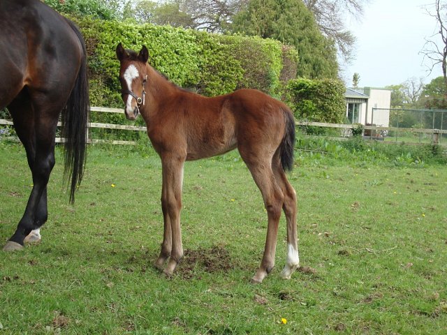 Tourin third at Limerick on Friday 19th June 2026