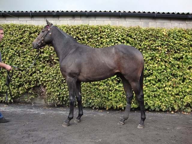 Track Master wins at Siracusa