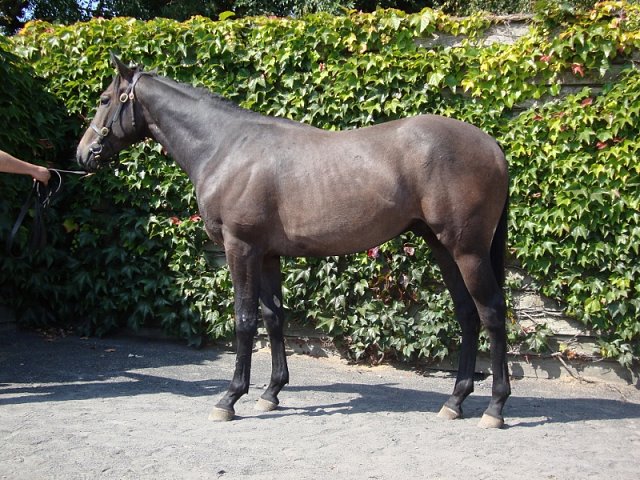 Track Master wins at Siracusa