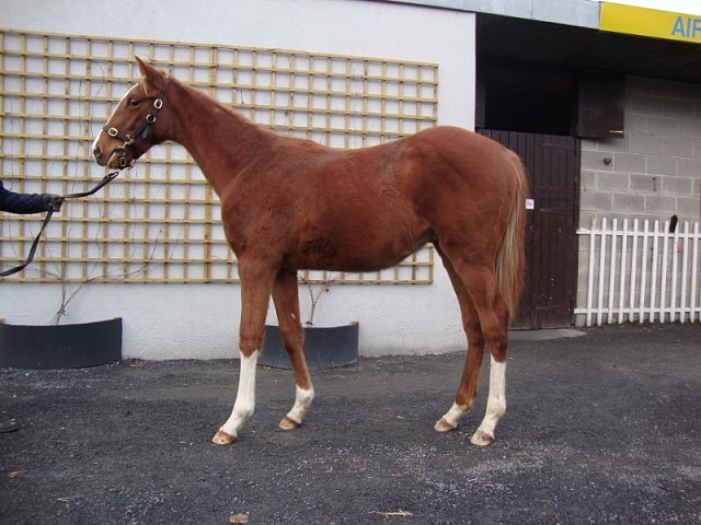 Trumpets Call third at Catterick on 4th August 2020