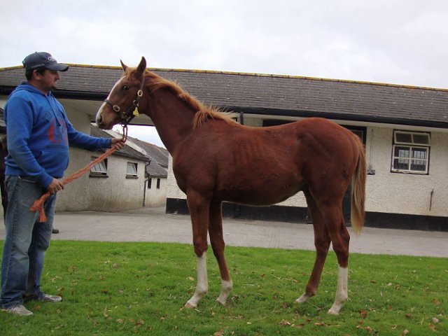 Trumpet's Call second at Newcastle on 20th October 2020