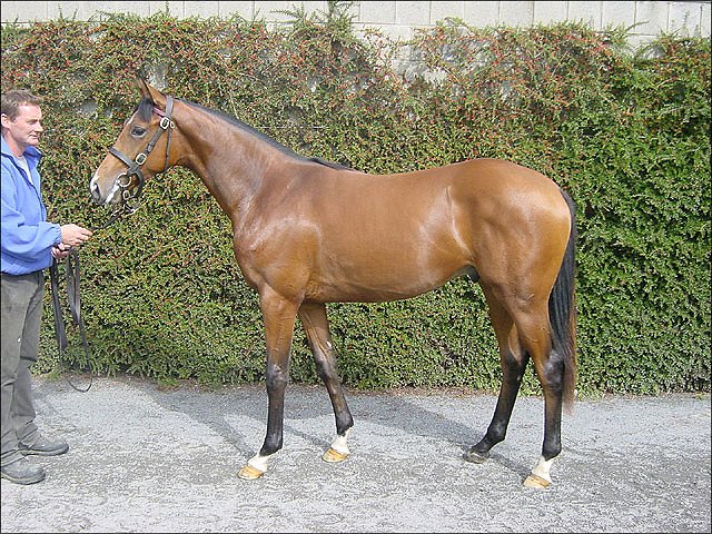 Tsarabi wins in France