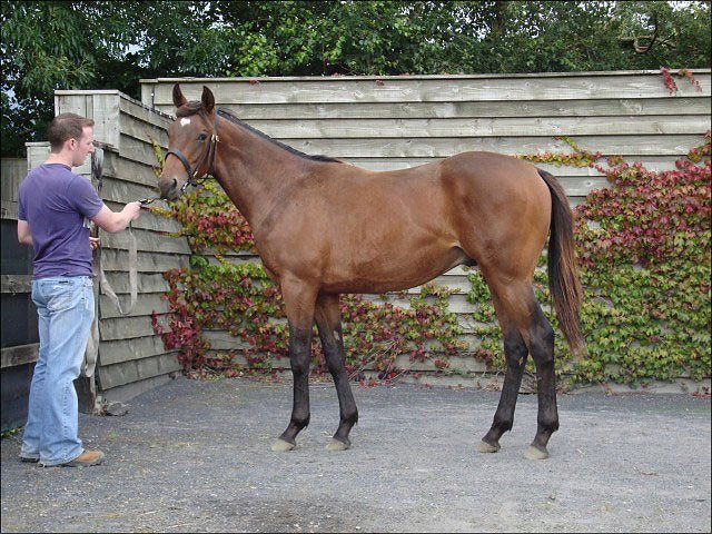 Tugboat wins at Navan