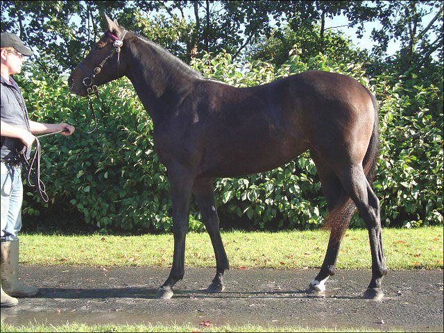 Turin stayes on strongly to win Kempton maiden