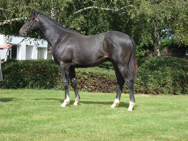 Tyrrhenian Sea second at Newcastle on 15th April 2022