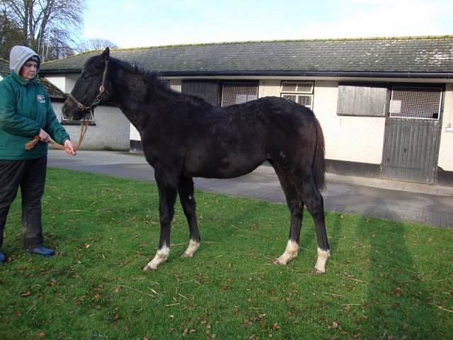 Tyrrhenian Sea wins Listed race at Lingfield on 7th February 2025