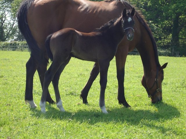 Tyrrhenian Sea third at Kempton on 1st December 2025