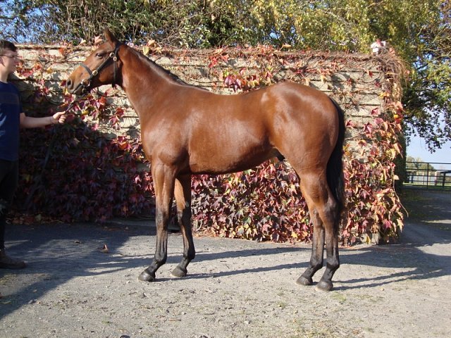 Ursa Minor second at Meydan on 2nd February 2024