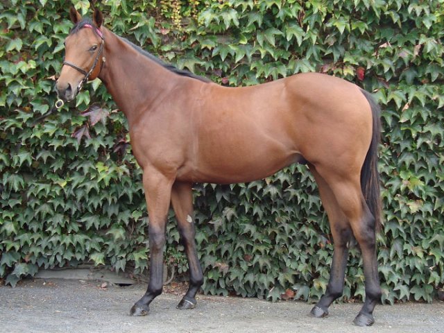 Ursa Minor second at Meydan on 2nd February 2024