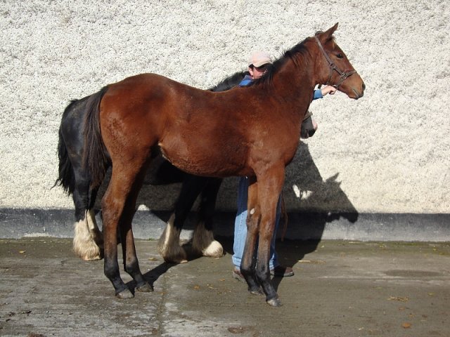 Ursa Minor second at Meydan on 2nd February 2024