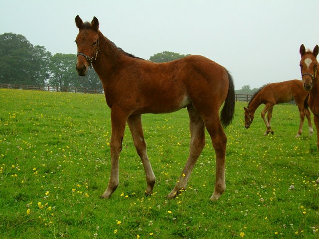 Ursa Minor second at Meydan on 2nd February 2024