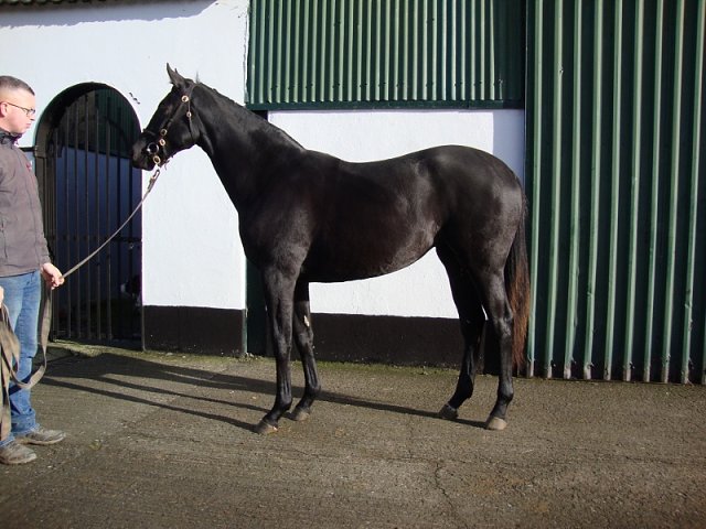Vadiana wins at Dundalk on 20th October 2023