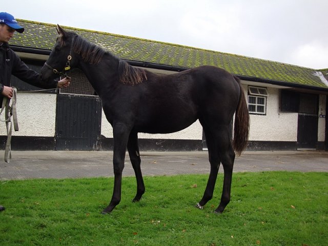 Vadiana wins at Dundalk on 20th October 2023