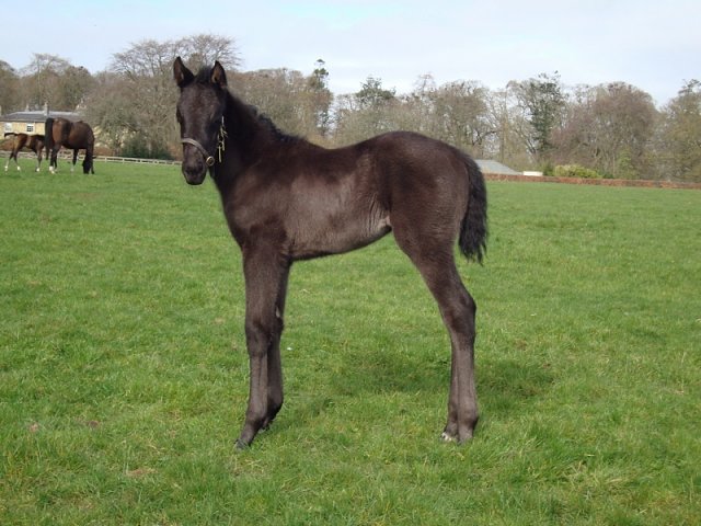 Vadiana wins at Dundalk on 20th October 2023