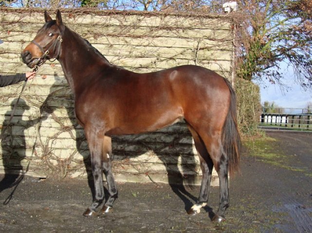 Valeria Messalina second at Fairyhouse on 11th July 2021