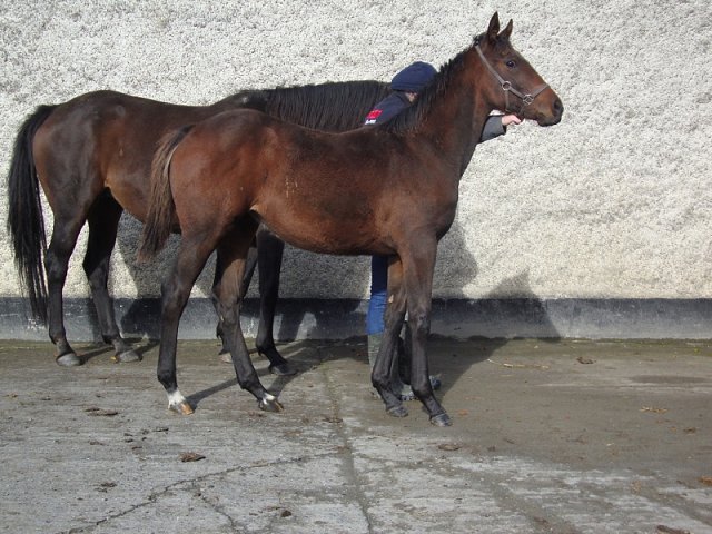 Valeria Messalina second at Fairyhouse on 11th July 2021