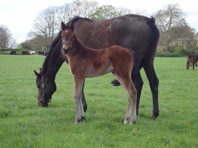 Valeria Messalina second at Fairyhouse on 11th July 2021