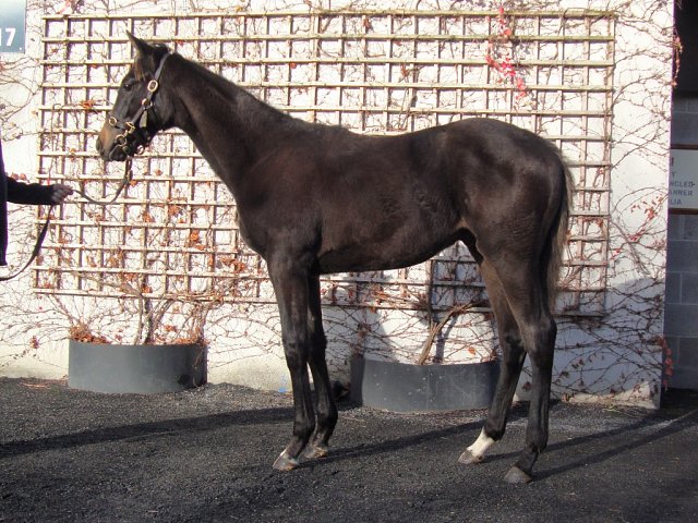 Valiancy wins at Hamilton on 17th May 2026