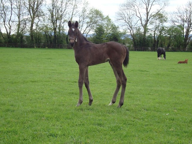 Valiancy wins at Hamilton on 17th May 2026
