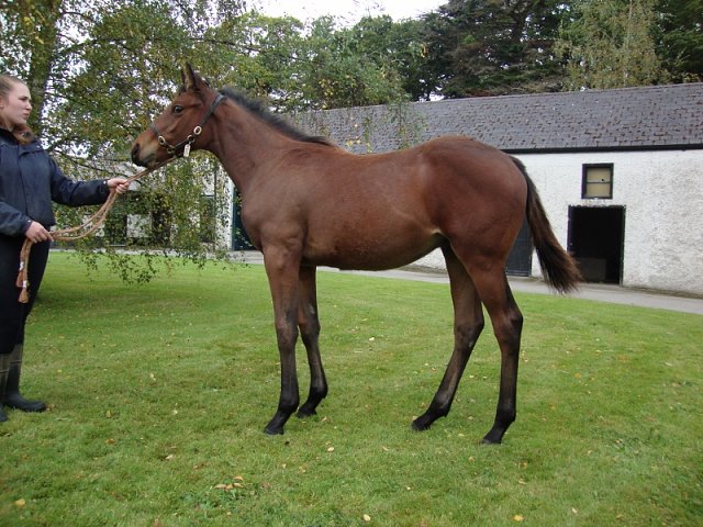 Versatile third at Kempton on 25th September 2024