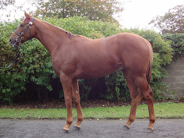 Veya second at Mountaineer Park on 4th June 2018
