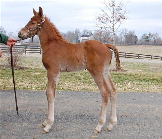 Veya wins at Mountaineer Park