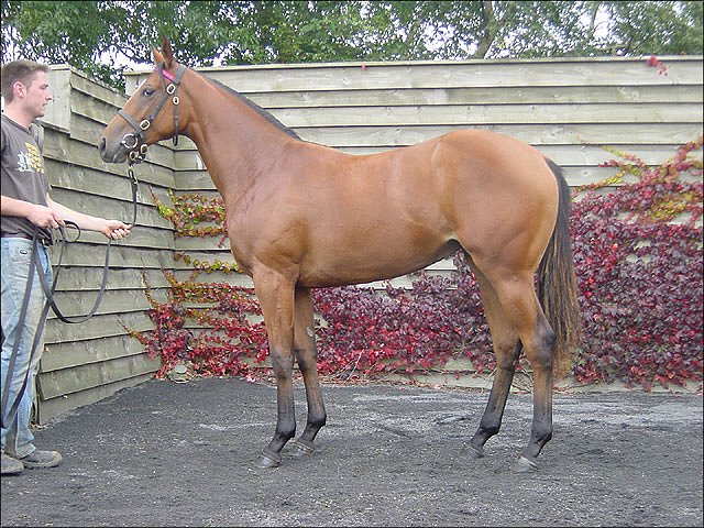 Via Aurelia second at Lingfield