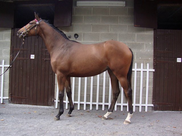 Vivandiere third at Dundalk on 21st February 2020