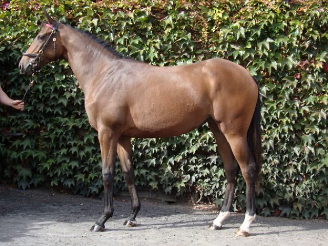 Vivandiere third at Dundalk on 21st February 2020