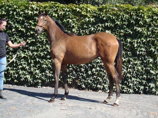 Vivandiere third at Dundalk on 21st February 2020
