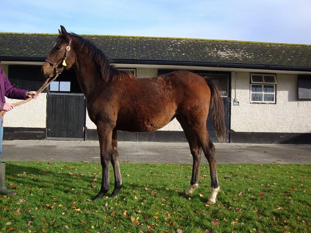 Vivandiere third at Dundalk on 21st February 2020