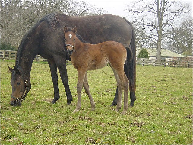Vizean second at Doncaster