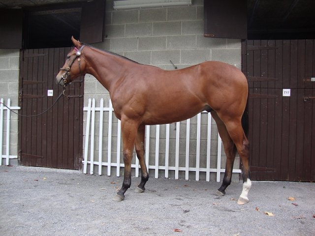 Viz Success second on racecourse debut on 14th October 2019