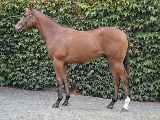 Viz Success second on racecourse debut on 14th October 2019