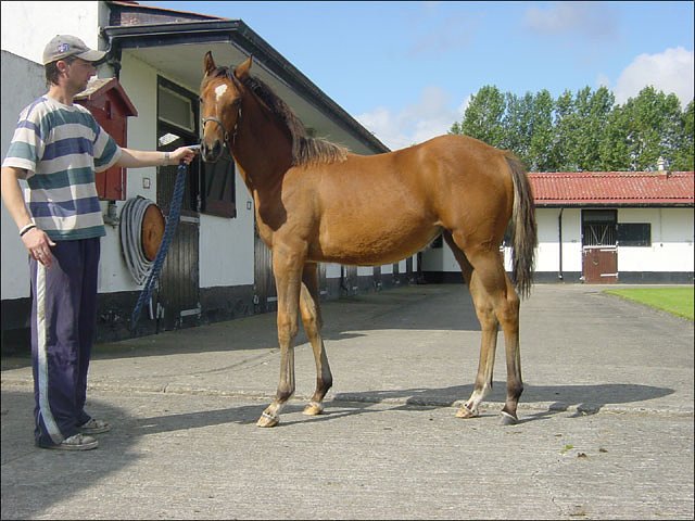 Wasmi third at Wolverhampton