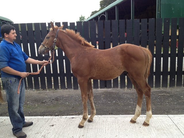 West Drive wins at Sandown