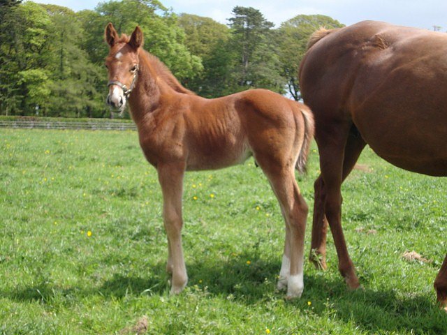 West Drive wins at Sandown