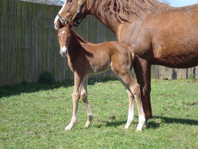 West Drive wins at Sandown