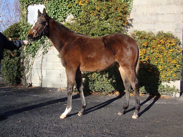 Whiskey Sour third at Chester on 10th May 2019