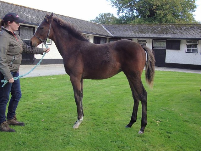 Whiskey Sour wins at Galway
