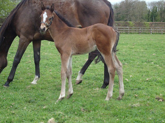Whiskey Sour wins at Galway