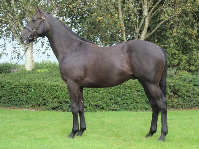 Whitcliffe second at Musselburgh on 24th August 2021
