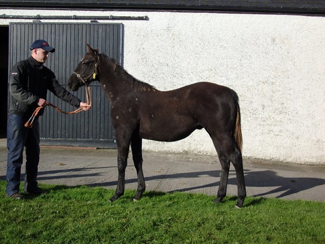 Whitcliffe second at Musselburgh on 24th August 2021