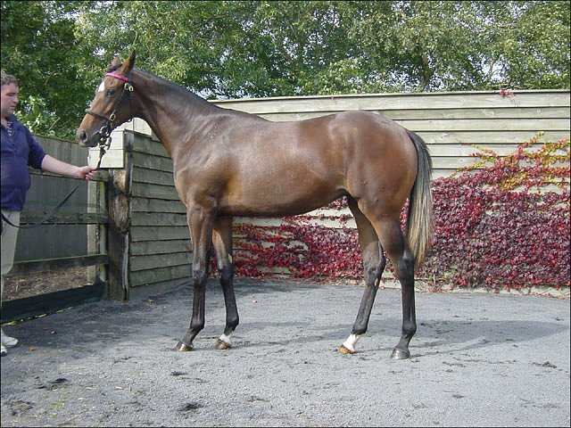 Widow Bird second on racecourse debut