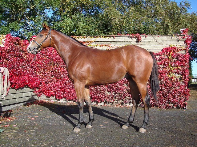 Windfast wins Listed Race at Newmarket