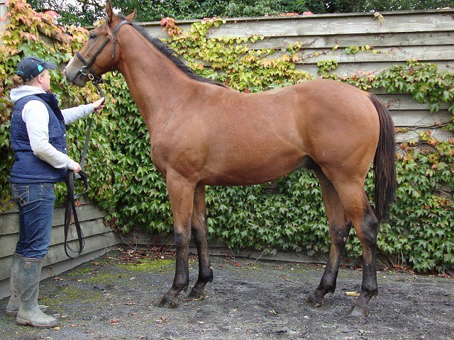 Windfast wins Listed Race at Newmarket