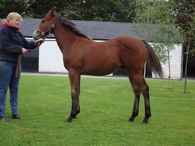 Windfast wins Listed Race at Newmarket